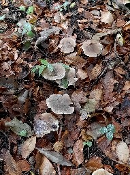 Clitocybe nebularis