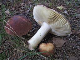 Russula faginea