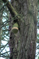 Fomitopsis officinalis