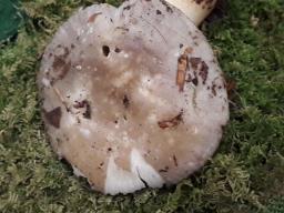 Russula acrifolia