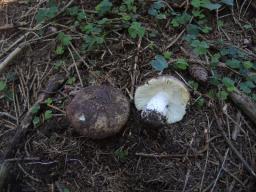 Russula viscida