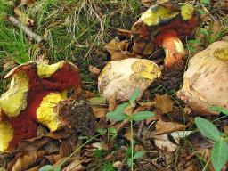 Rubroboletus rhodoxanthus