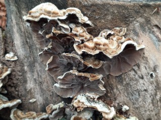 Auricularia mesenterica