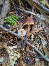Macrocystidia cucumis