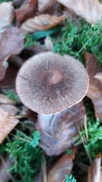 Inocybe lanuginosa