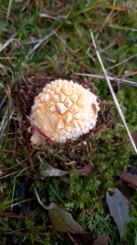 Amanita muscaria