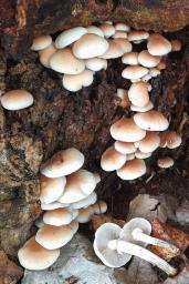 Cyclocybe cylindracea