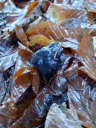 Helvella lacunosa