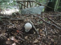 Amanita strobiliformis