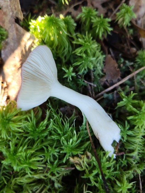 Russula emetica