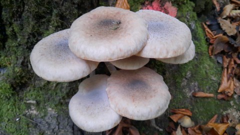 Armillaria mellea