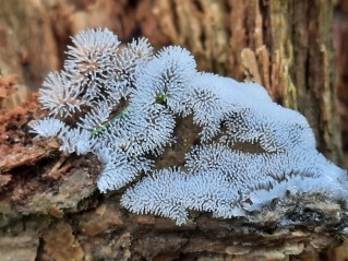 Ceratiomyxa fruticulosa