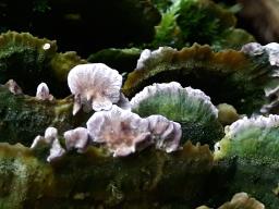 Trichaptum biforme