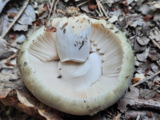 Russula virescens