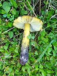 Hygrocybe conica