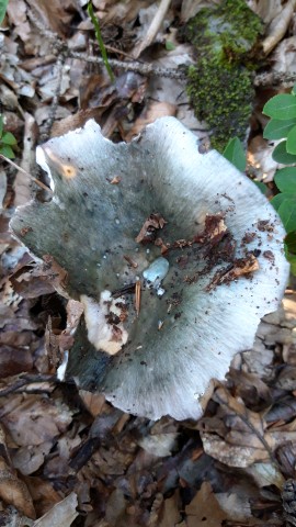 Russula aeruginea