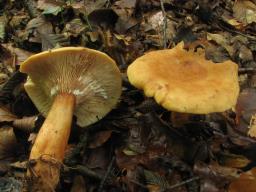 Lactarius rubrocinctus