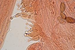 Conocybe macrospora