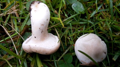 Hygrophorus hyacinthinus