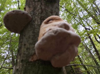 Fomes fomentarius