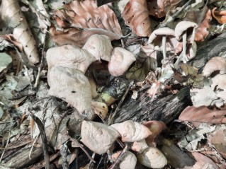 Collybiopsis confluens