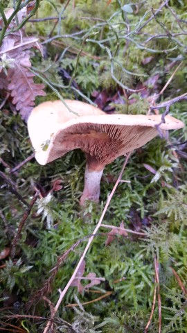 Paxillus involutus