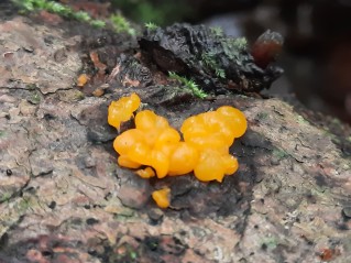 Dacrymyces stillatus