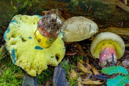 Caloboletus calopus