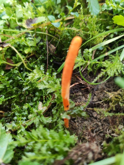 Cordyceps militaris