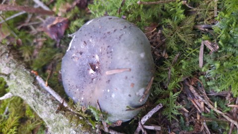 Russula cyanoxantha