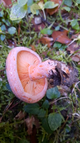 Lactarius deterrimus