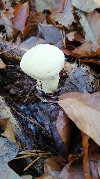 Lycoperdon perlatum