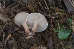 Calocybe carnea