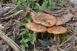 Pholiota carbonaria