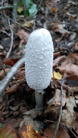 Coprinus comatus