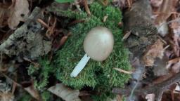 Hydropodia subalpina