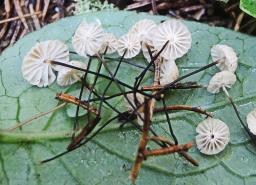 Marasmius wettsteinii