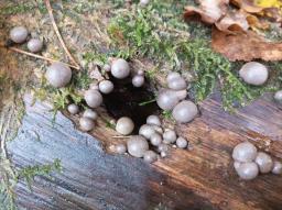 Lycogala epidendrum