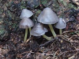 Mycena epipterygia