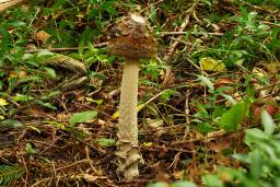 Amanita ceciliae