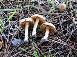 Inocybe psammobrunnea