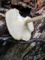 Lentinus substrictus