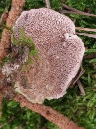 Trichaptum biforme