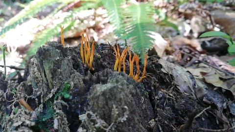 Calocera viscosa