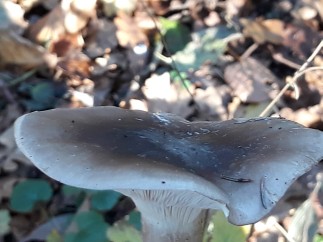 Clitocybe nebularis