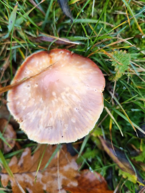 Hygrocybe punicea