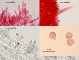 Pseudohydropus floccipes