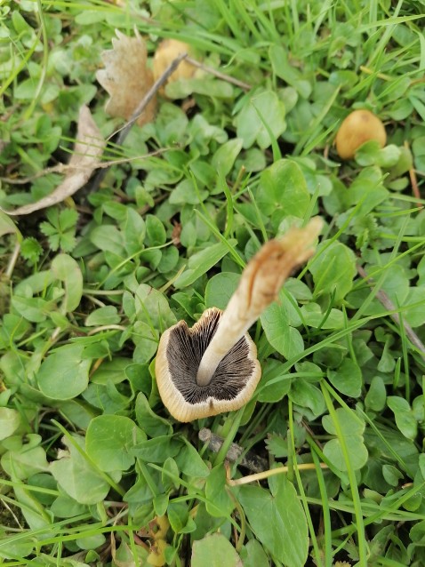 Coprinellus micaceus