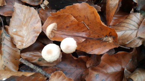 Marasmius torquescens