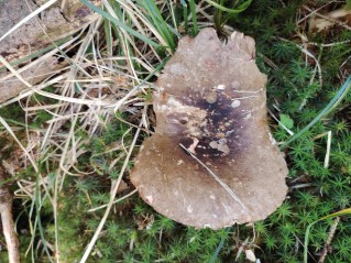 Russula nigricans